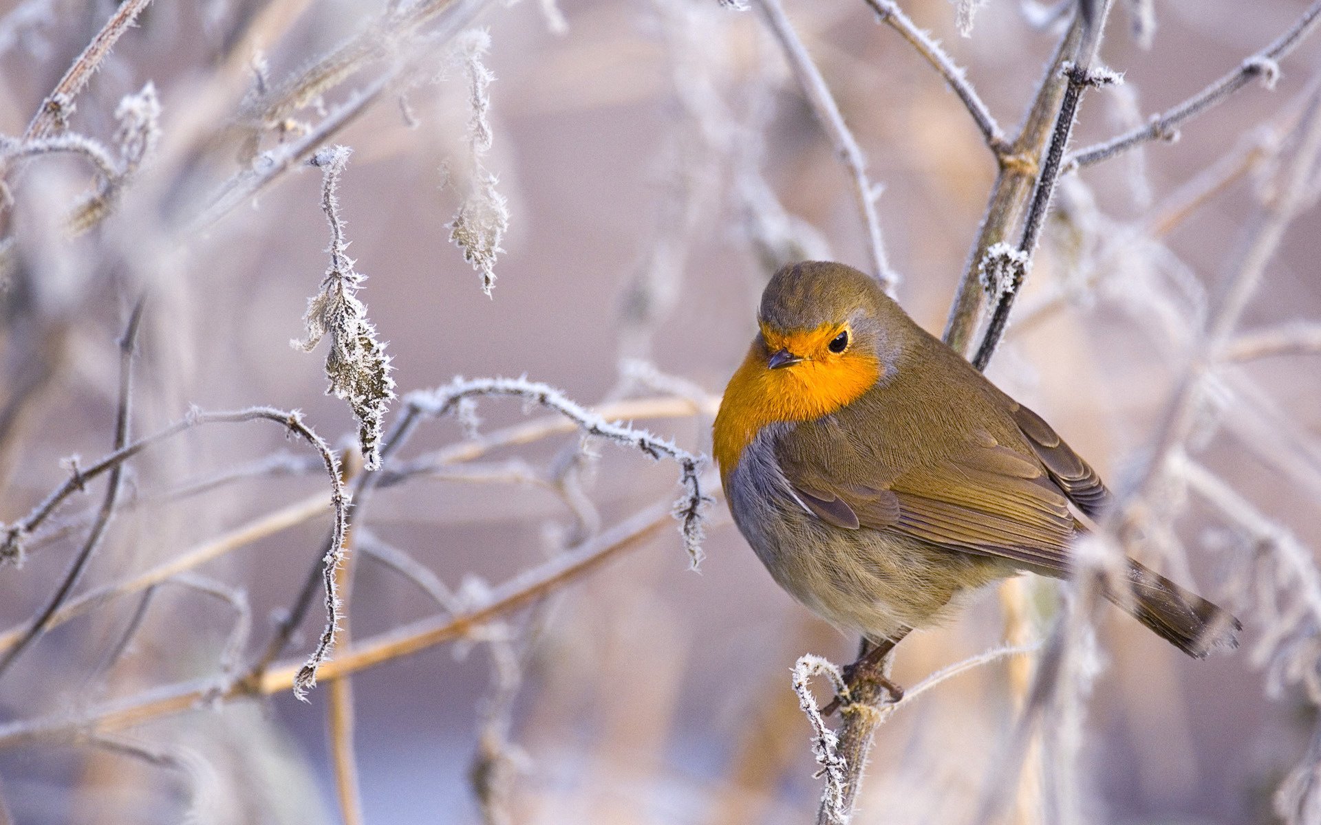 oiseau zaryanka branches hiver givre oiseaux froid neige à plumes birdie animaux