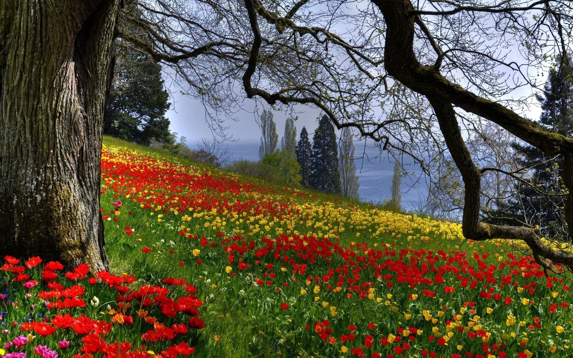 bias flowers tulips tree branches spring nature glade field of flower