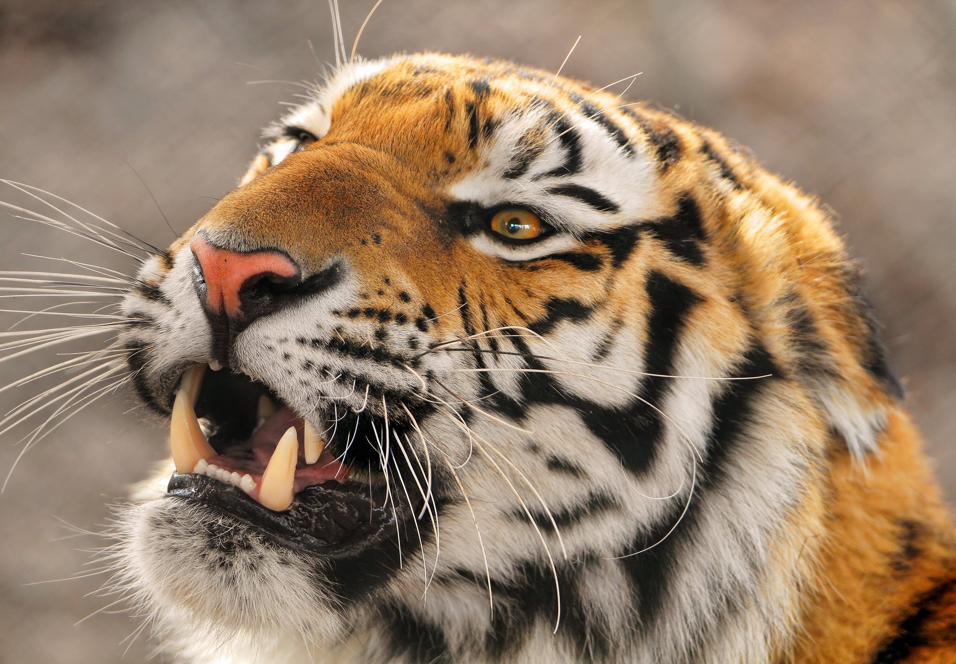 amur tigr ussurisch panthera tigris altaica großer tiger amur-tiger fernöstlich böse tiere raubtiere grinsen katzenaugen