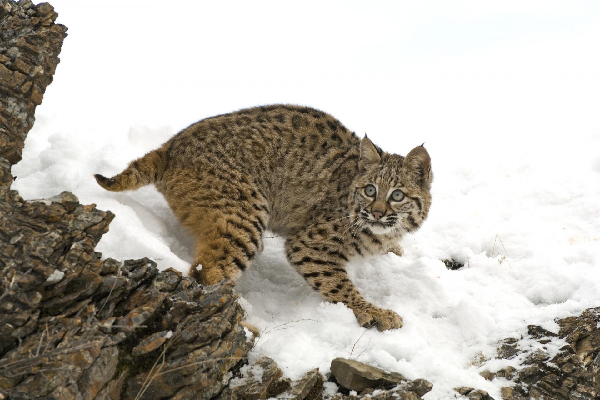 lynx neige pierres animaux prédateurs vue félin yeux hiver