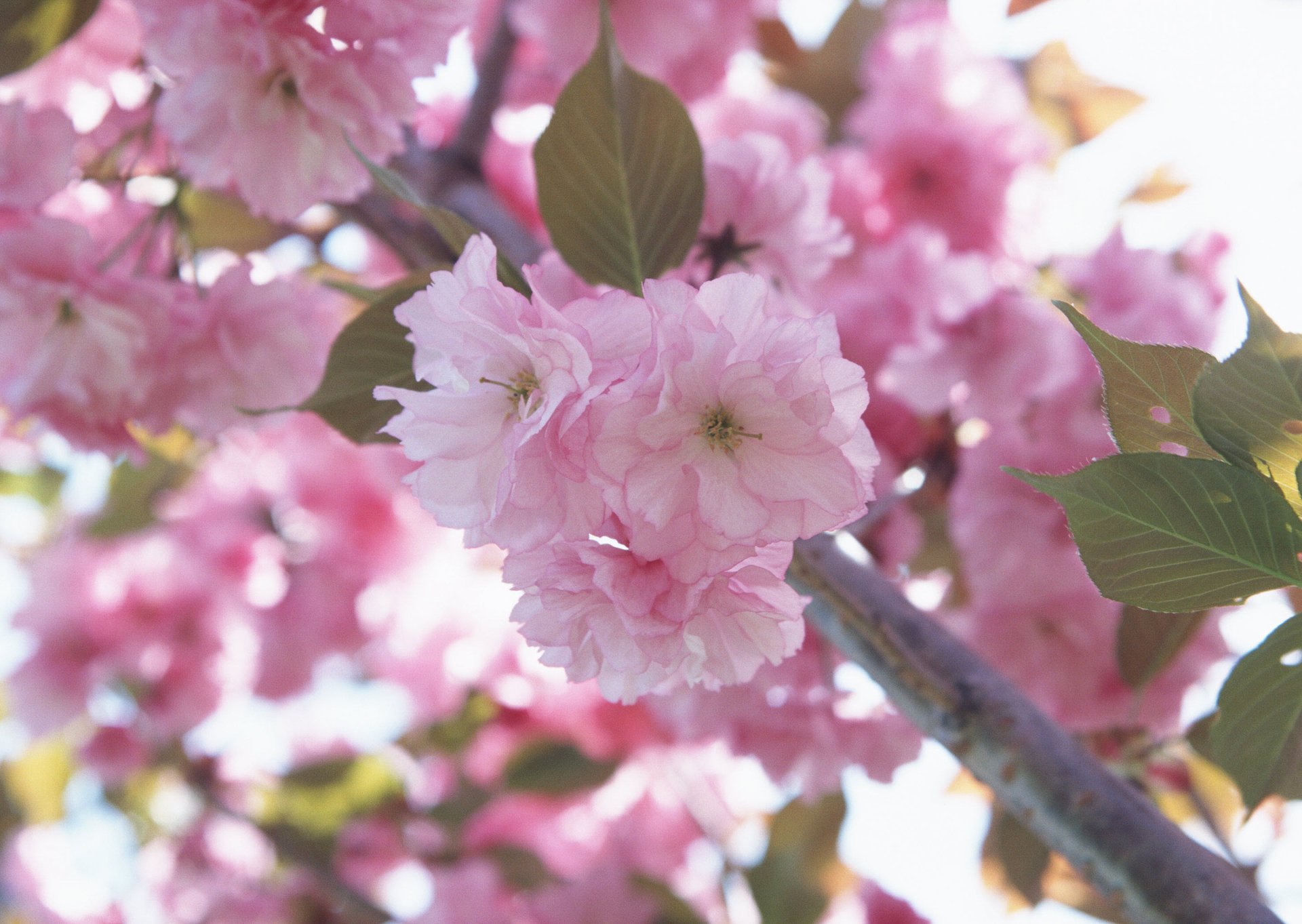 flower flowers pink petals cherry sakura macro branch spring tenderne