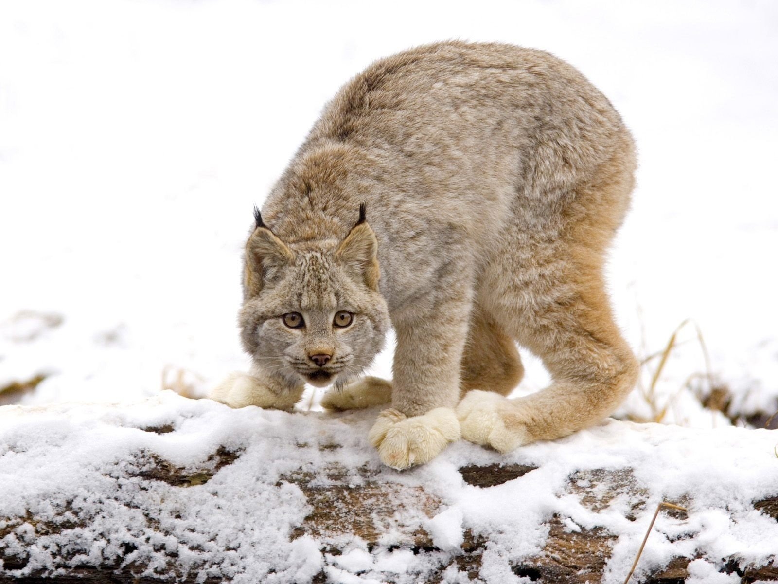 blick angst katzen wildkatze luchs raubtiere miau miau miau erde schnee gras kraft