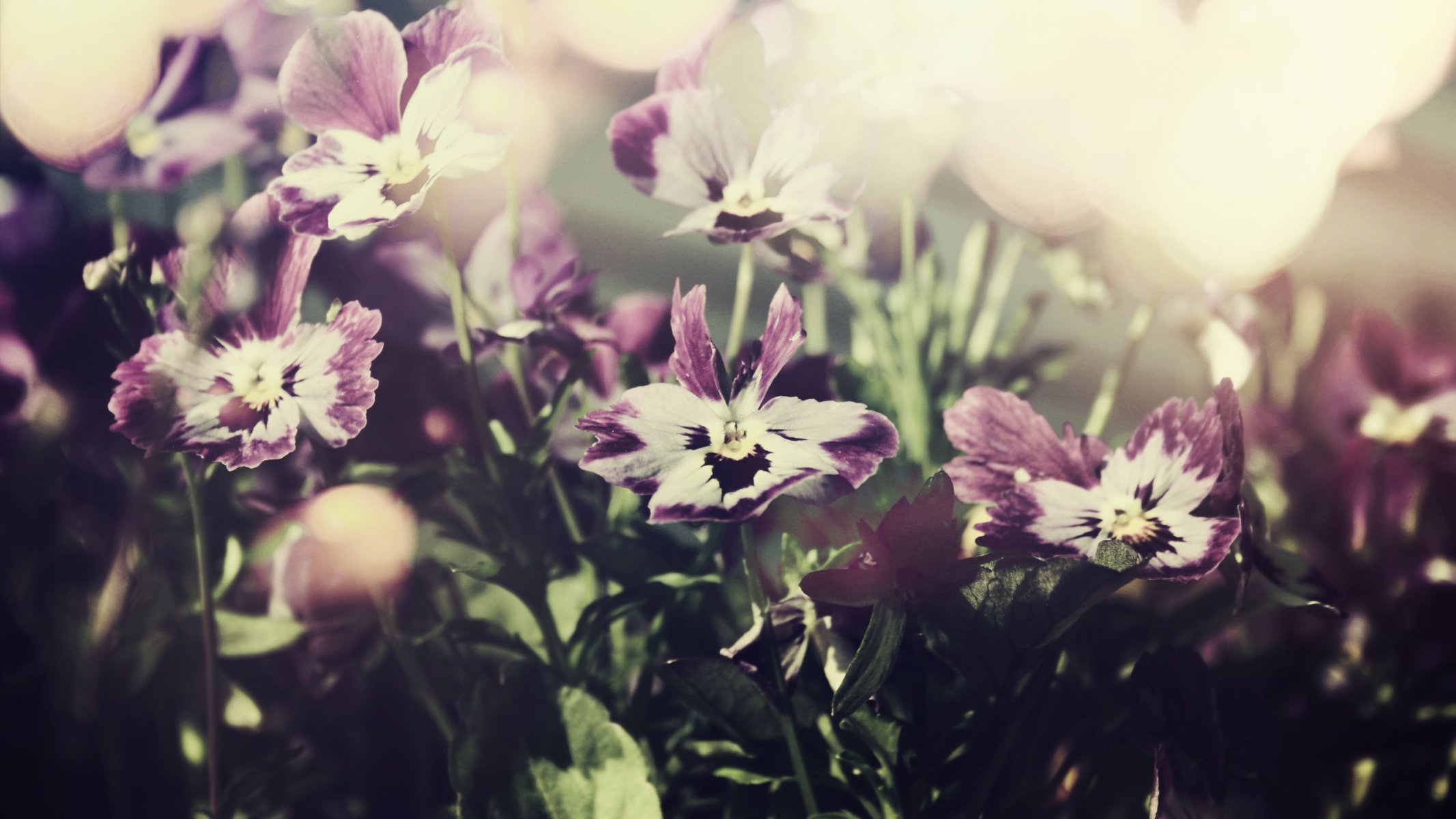 flowers pansy purple the sky photo macro