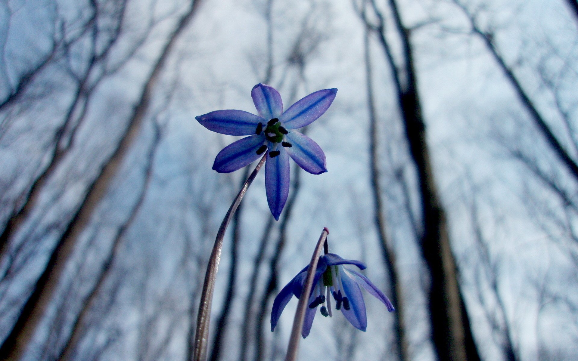 kwiaty przebiśniegi proleski wiosna natura makro