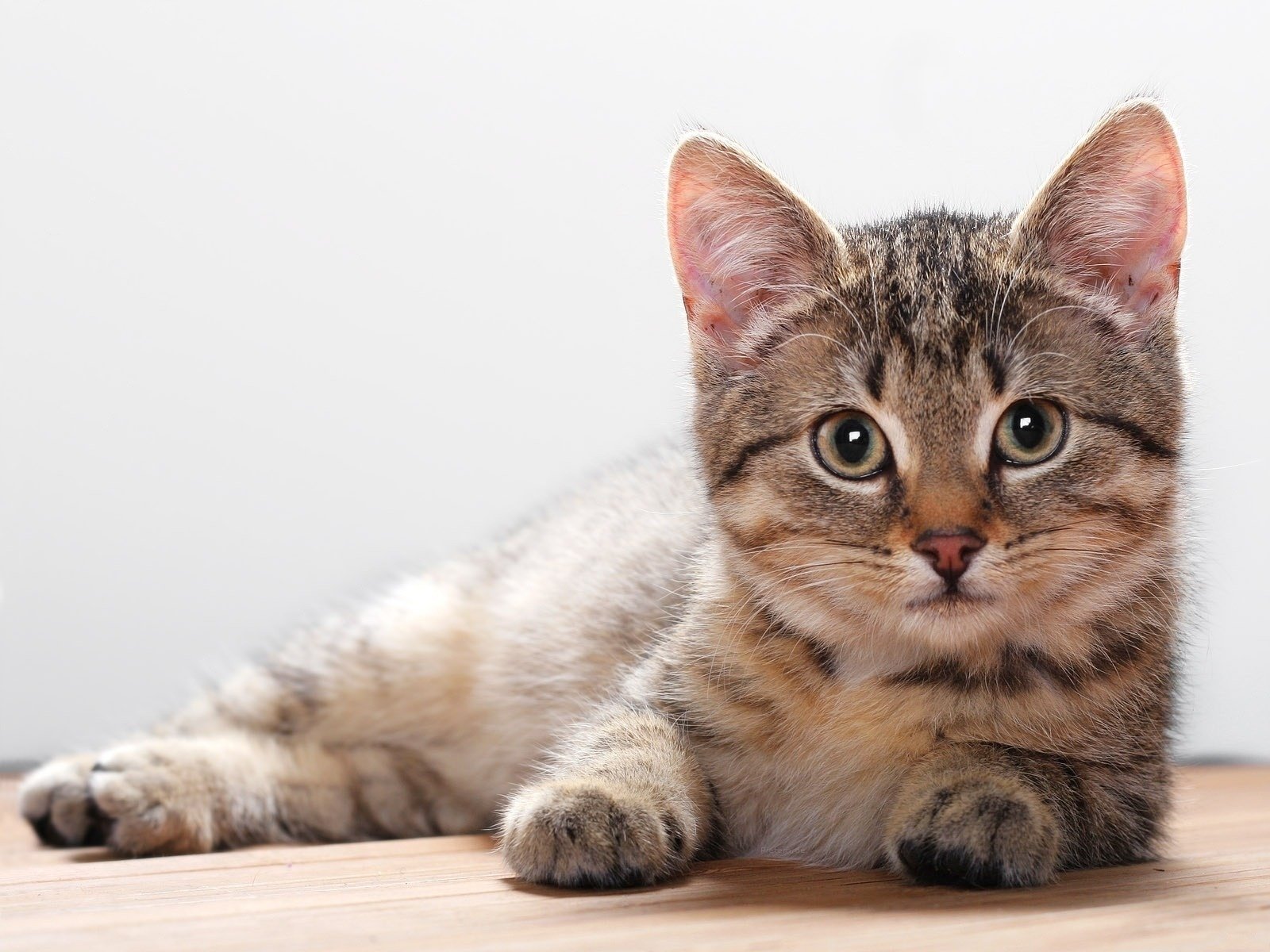 gatito suave peludo suave animales mirada gatitos gato ojos