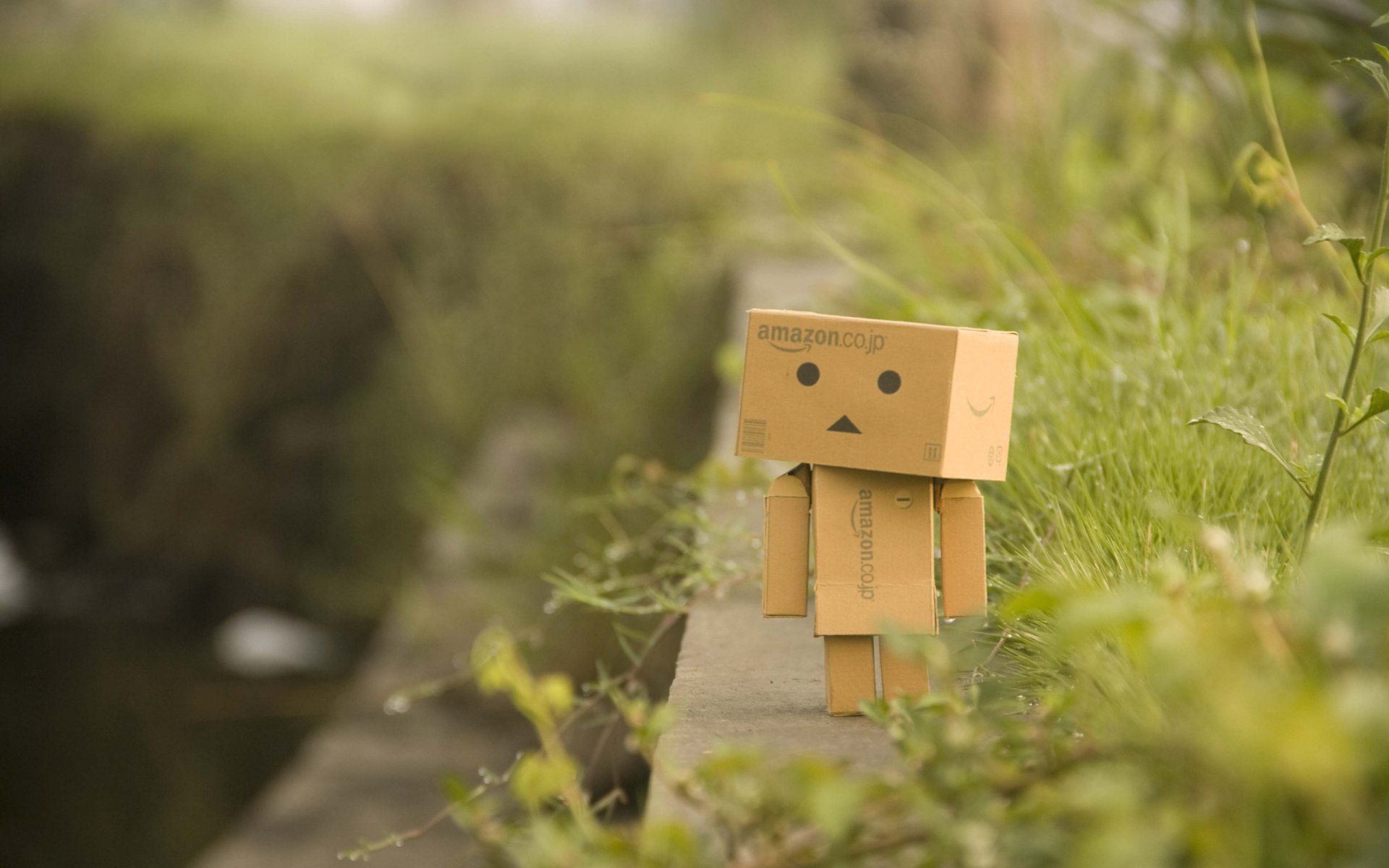 bordstein danbo gras grüns pflanzen zu fuß makro