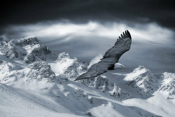 Cielo nero e foschia bianca, l aquila calva regna qui!