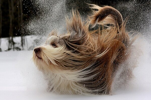 Il cane si scuote dalla neve