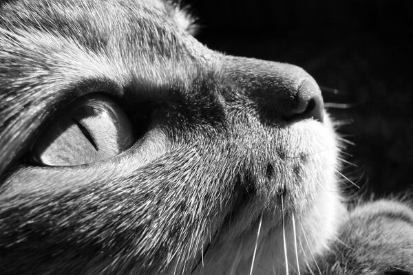 Museau de chat macro CHB