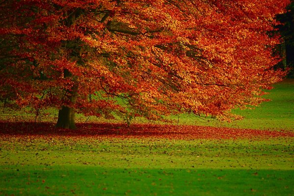 Arbre d automne solitaire sur fond d herbe verte