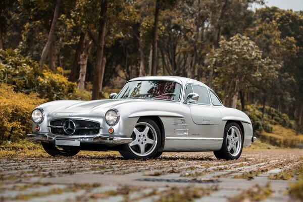 A beautiful gray Mercedes is standing on the road in the forest