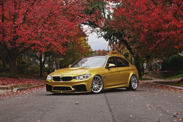 El coche dorado de bmw contra el follaje de otoño carmesí