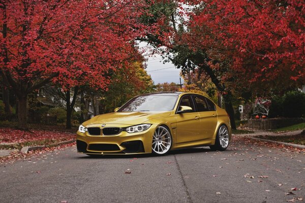 Złoty samochód bmw na tle szkarłatnych jesiennych liści