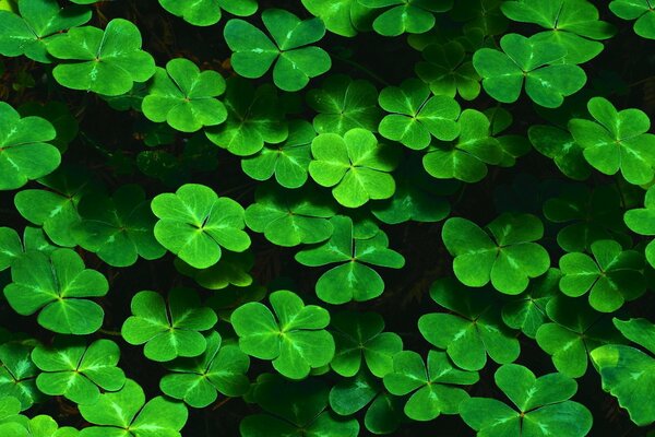 Close-up of clover leaves