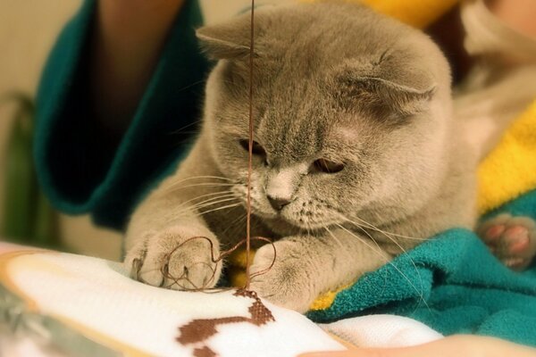 Grey cat playing with thread