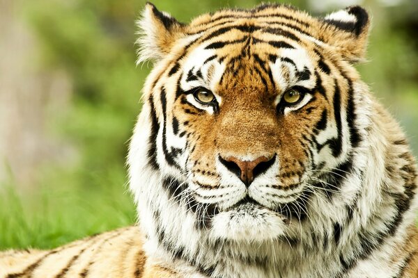 Сибирский тигр следит за тобой