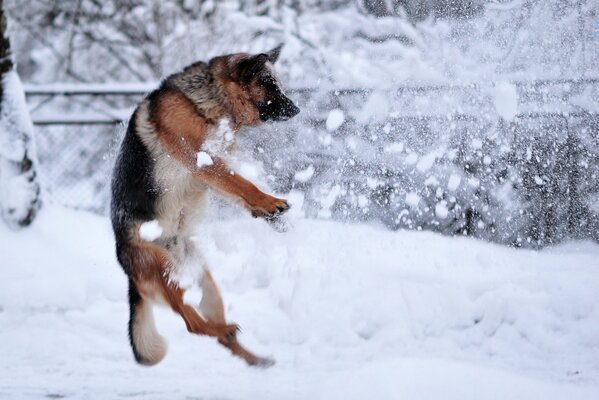 Deutsche Ovjaarka springt im Schnee