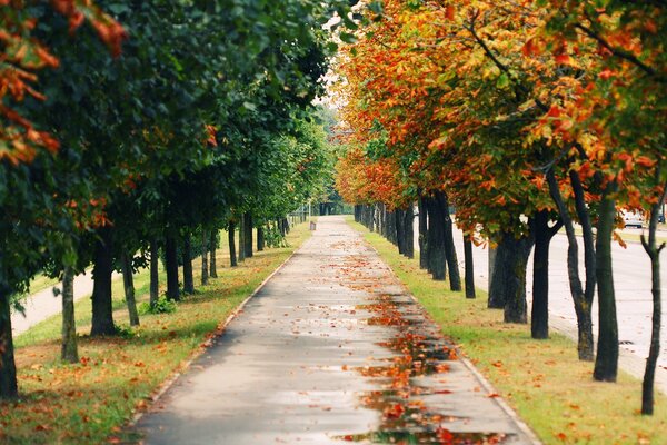 Der Weg im Herbstpark ist mit Blättern bedeckt