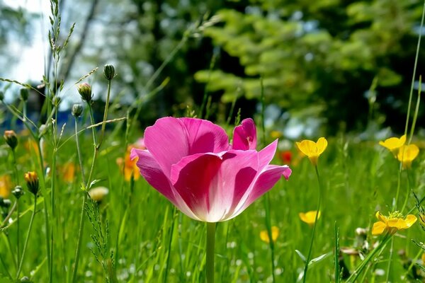 Różowy kwitnący tulipan na trawie
