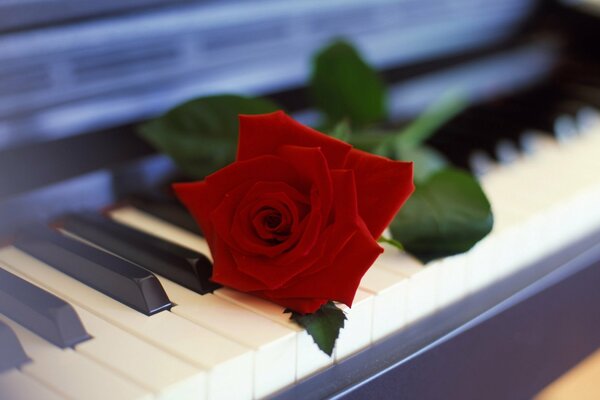 Belle rose sur les touches du piano