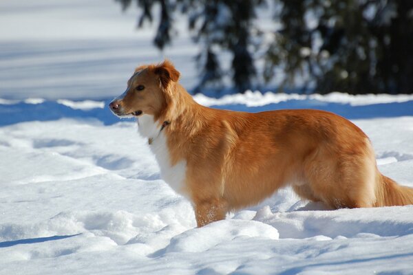 A dog walks on a clear winter day