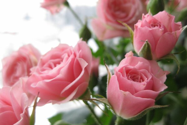 Ein schöner Blumenstrauß aus zarten rosa Rosen