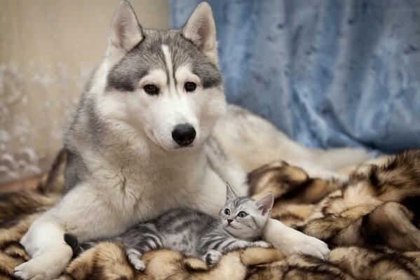 Pies rasy husky i mały kotek na brązowym kocu