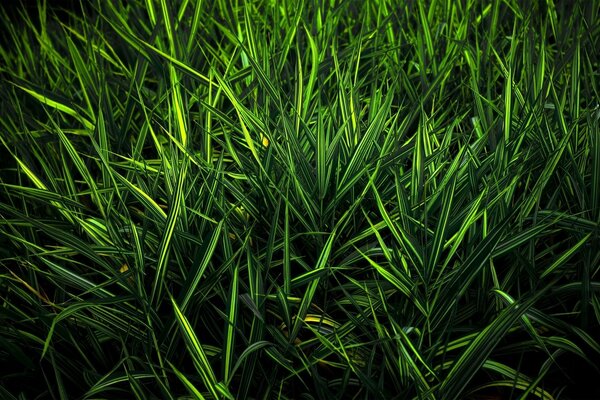 Juicy dark green grass close shooting