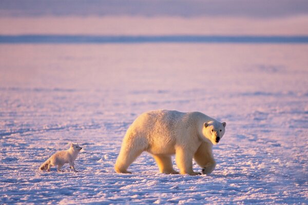 Ours polaire et renard Arctique sur fond de neige