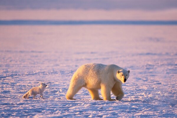 Orso polare e volpe artica sullo sfondo della neve