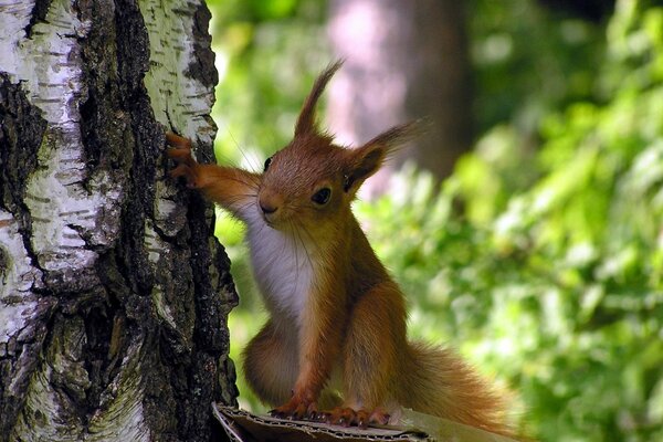 Uno scoiattolo curioso fa capolino da dietro una betulla