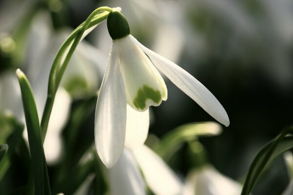 Macro flowers with spring primroses and snowdrops