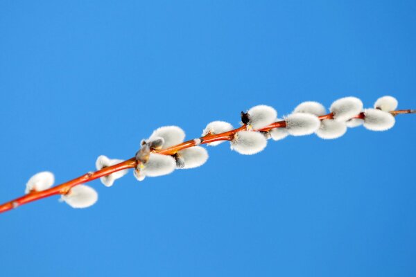 Spring branch with fluffy cats