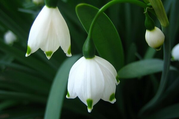 Gros plan de printemps blanc perce-neige