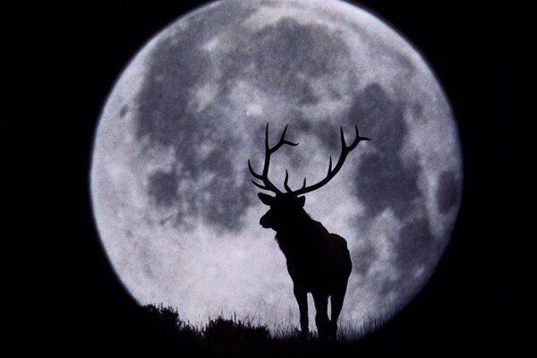 Sylwetka jelenia na tle czarno-białego Księżyca