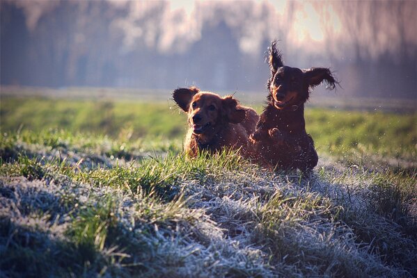 Chien joyeux sautant sur la pelouse