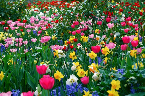 Summer and spring flowerbed with different flowers