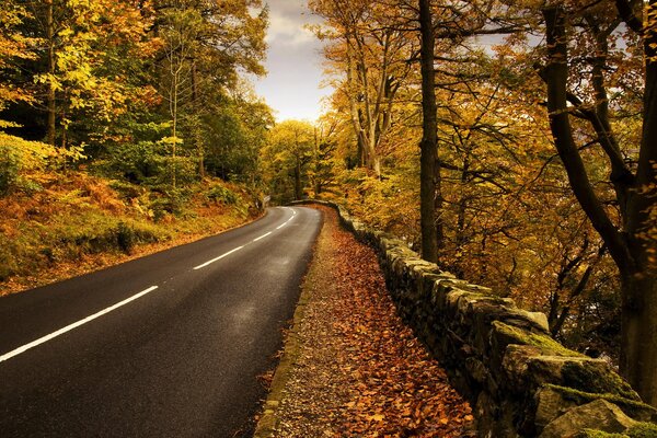Route goudronnée mène à travers la forêt d automne