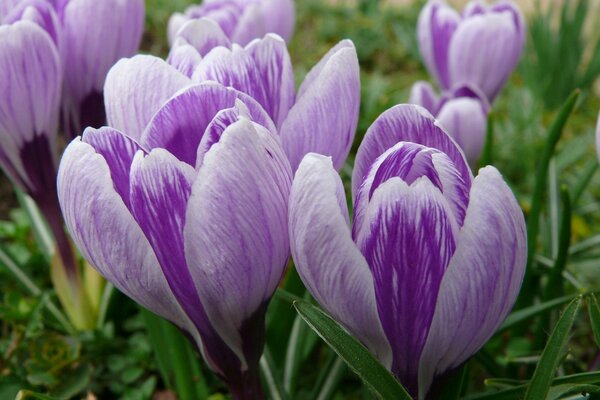 Frühlingskernel, Knospen eines zarten Krokus