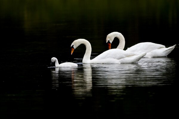 Famille de cygnes blancs dans l eau sur fond noir