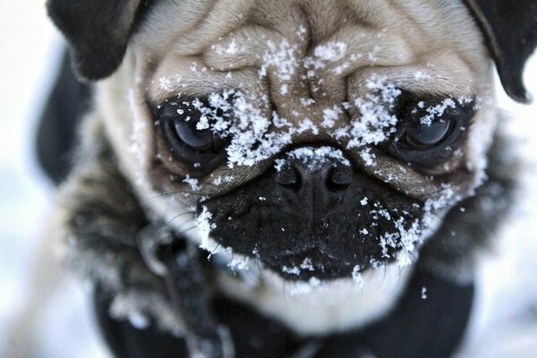 Carlino carino nella neve