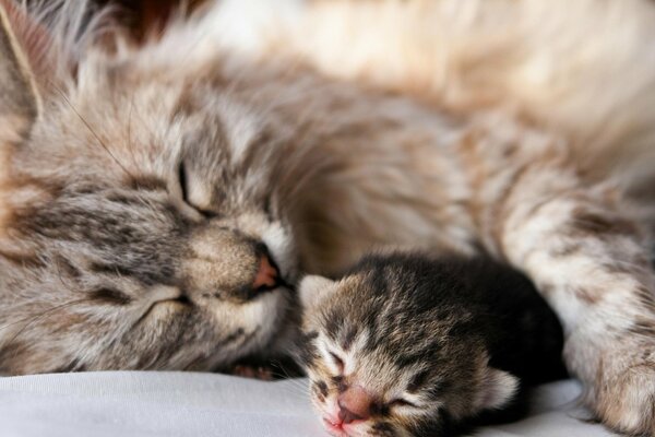 Материнская любовь кошки к котёнку