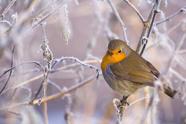 Hermoso pájaro en una rama de nieve