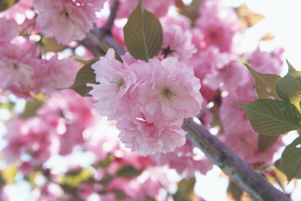 Branche de cerisier en fleurs. Prise de vue macro