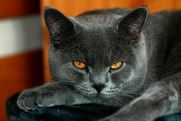 Chat britannique avec un regard dur