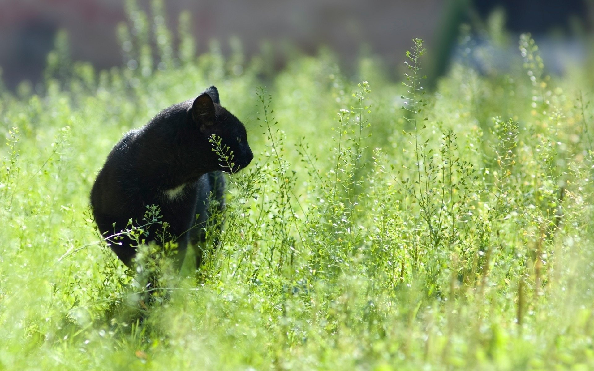 schwarz puma katzen farbe feld gras fokus jagd tiere grüns katzen