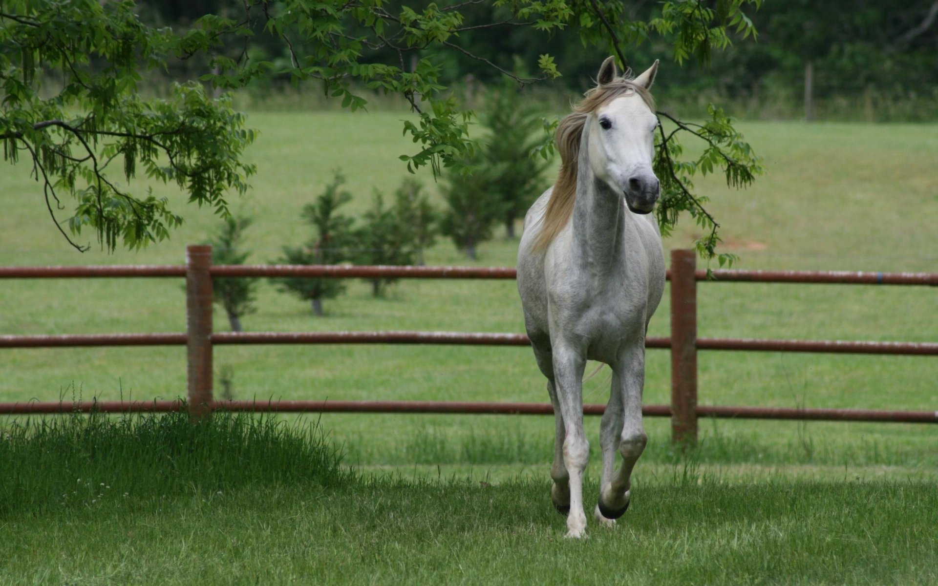 cheval clôture herbe ongulés course arbres terre gris clair