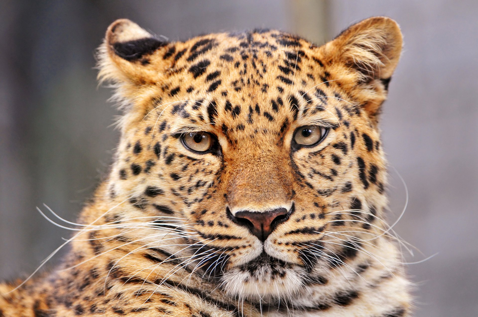 leopard leopard panther panthera pardus große katze tiere raubtiere blick katze augen