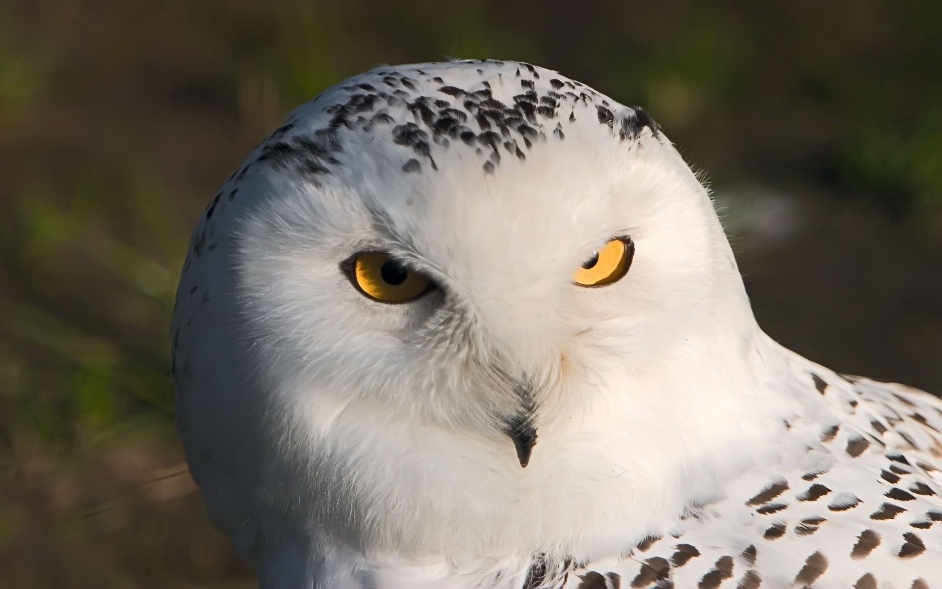 owl owl white macro eyes bird gaze feathered