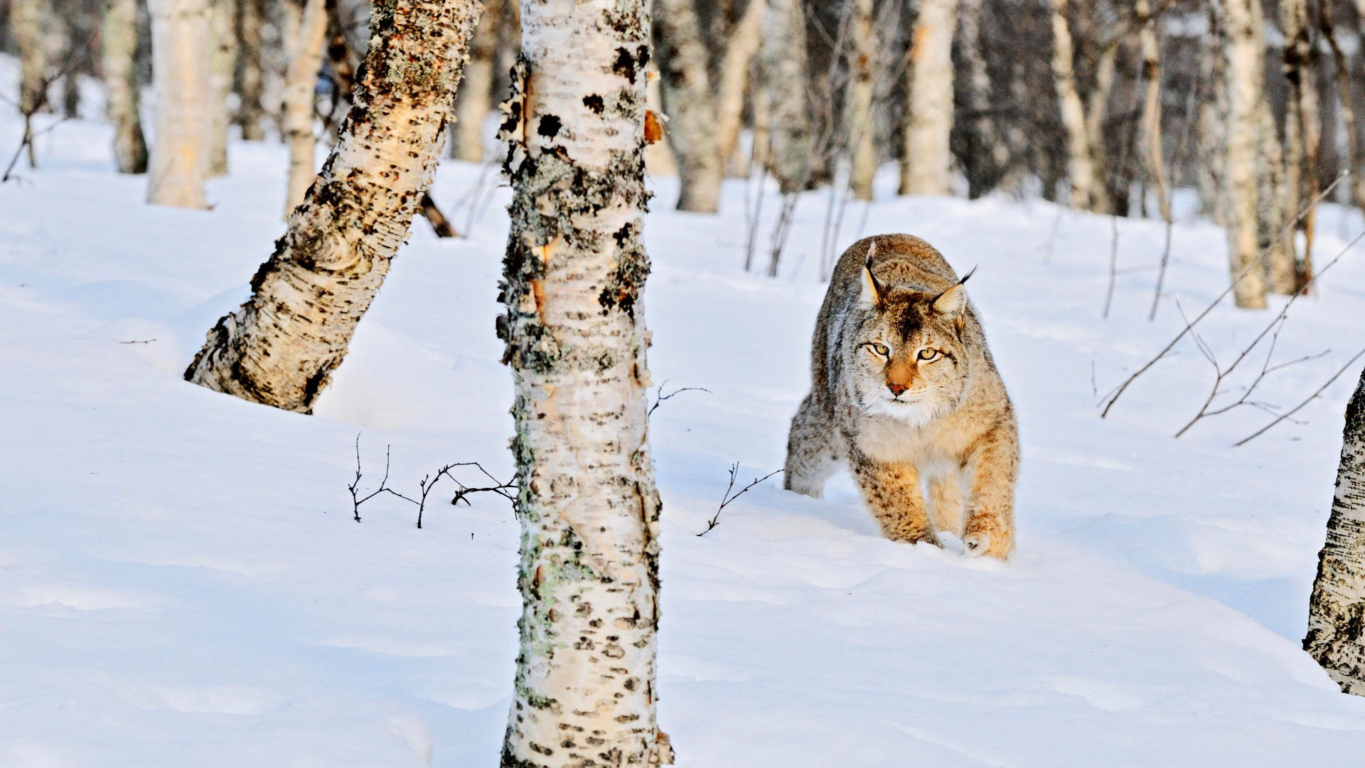 natura inverno foresta boschetto betulle tronchi neve cumuli di neve selvaggio gatto lince animali predatori vista felino